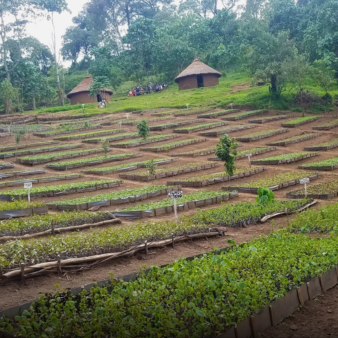 Kass FM Project, Kenya. Eden Reforestation Project. save the planet