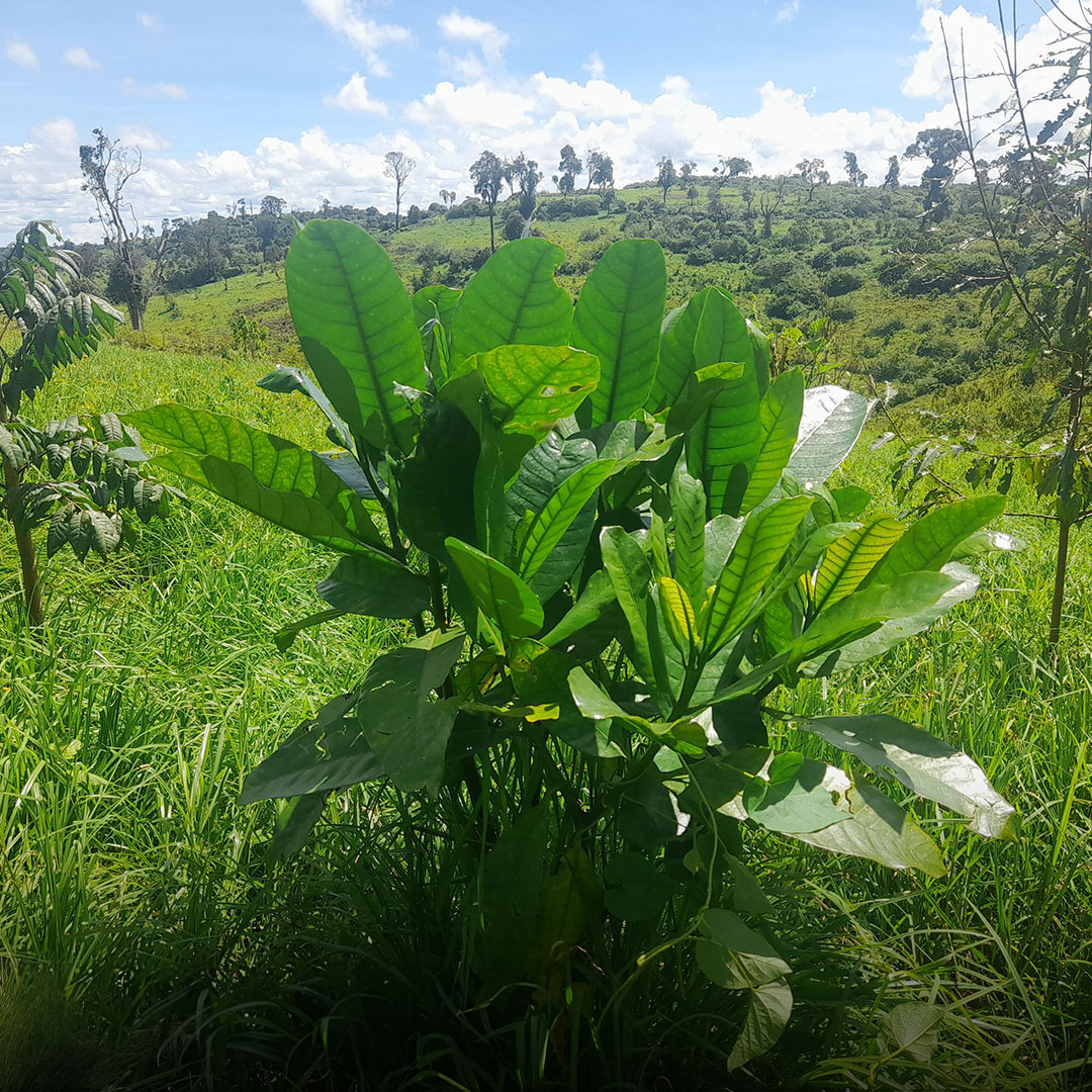 Kass FM Project, Kenya. Eden Reforestation Project. save the planet