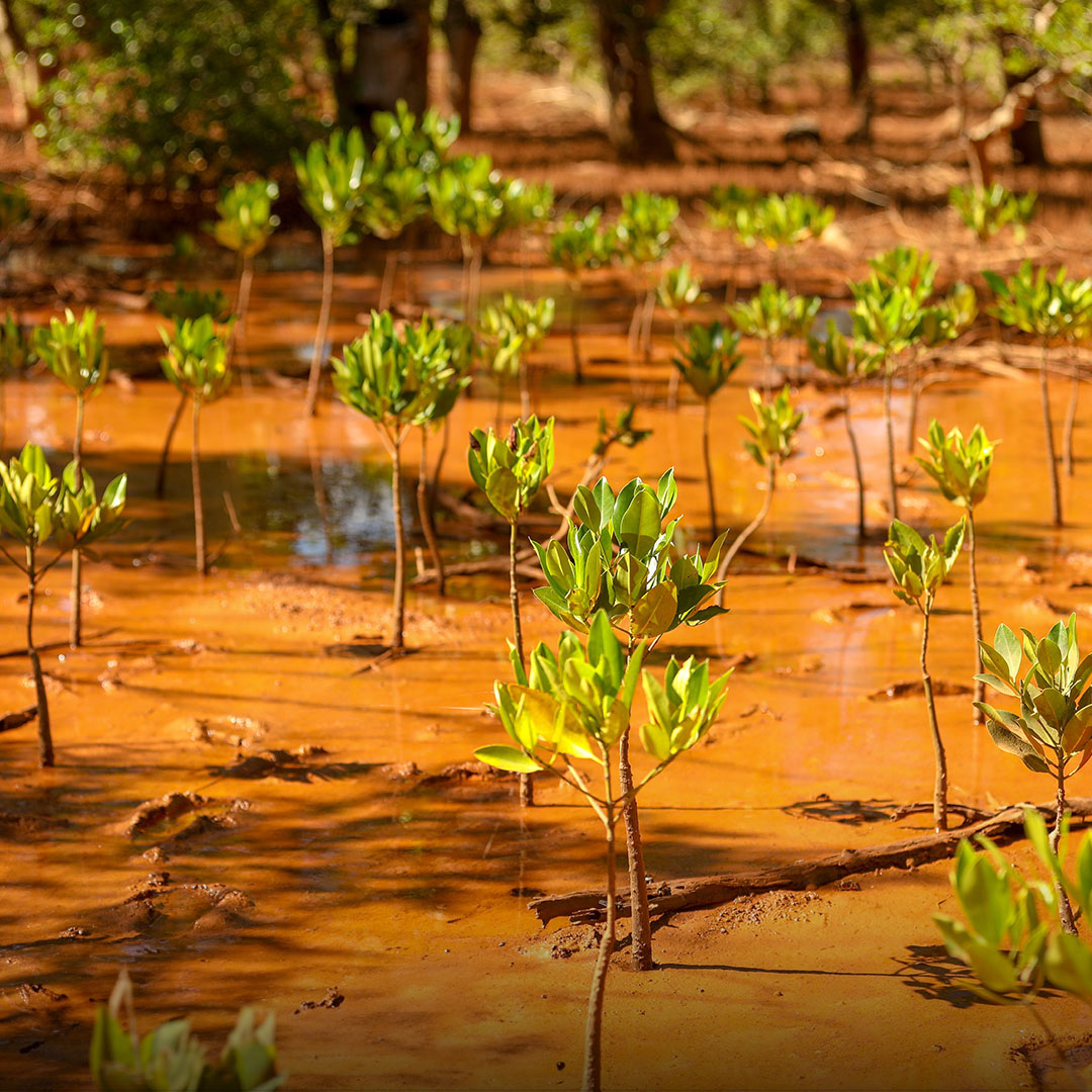 The Mangrove Restoration, Kandrany Madagascar project began in 2021, and we will continue to fund tree planting here until 2031, or until the site is filled! save the planet