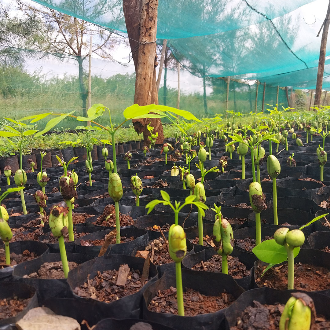 Eden Reforestation Projects supported the planting of over 2.2 million dry deciduous trees in Changalane, Mozambique. Plant trees