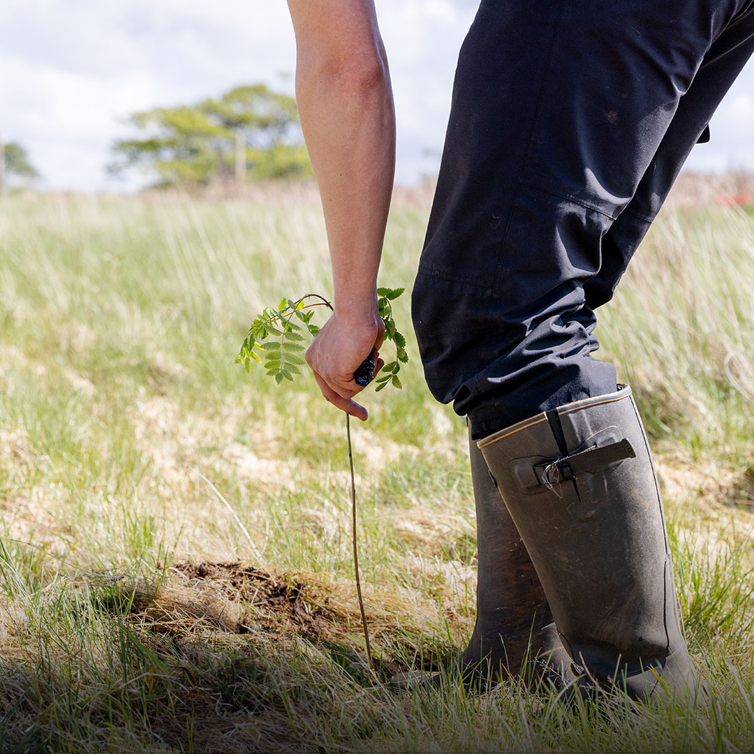 The Future Forest Company reforesting a 2,000 acre estate. Plant trees