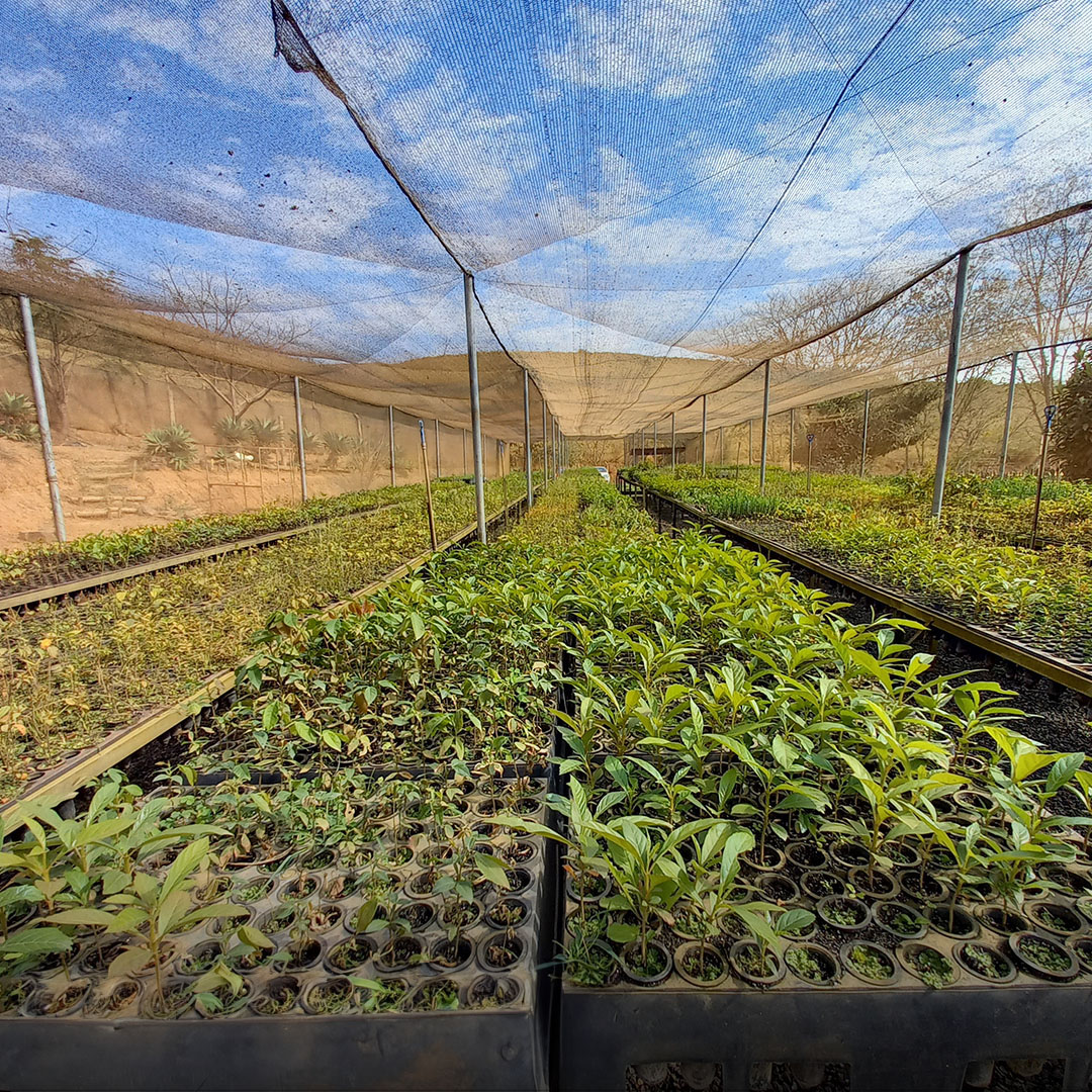 The 'Restoring degraded land in Brazil' project aligns with the following UN Sustainable Development Goal